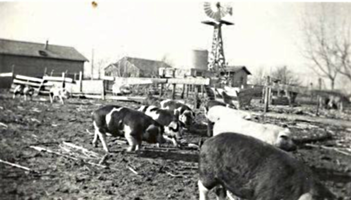 pig-farm-near-shallowater-in-1940s